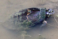 Eastern Painted Turtle