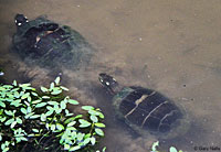 Eastern Painted Turtle