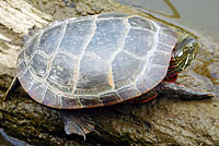 Eastern Painted Turtle