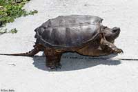 Eastern Snapping Turtle