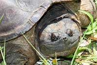 Eastern Snapping Turtle