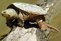 snapping turtle