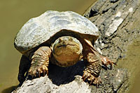 snapping turtle