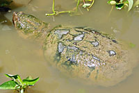 snapping turtle