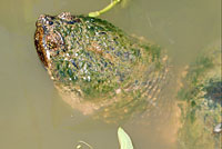 snapping turtle