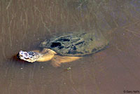 snapping turtle