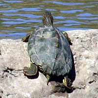 Turtle