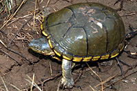 Yellow Mud Turtle