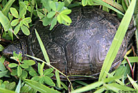 Southeastern Mud Turtle