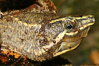 Eastern Musk Turtle