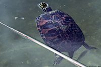 Florida Red-bellied Cooter