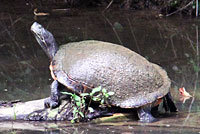 Western Painted Turtle