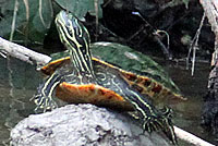 Western Painted Turtle