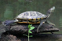 Western Painted Turtle