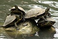 texas cooters