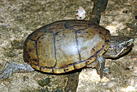 Eastern Musk Turtle