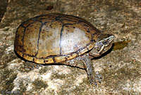 Eastern Musk Turtle
