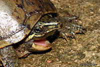 Eastern Musk Turtle