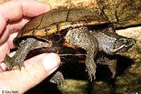 Eastern Musk Turtle