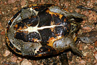 Eastern Musk Turtle