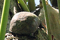 Eastern Musk Turtle