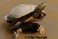 Big Bend Slider
