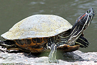 Red-eared Slider