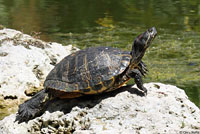 Red-eared Slider