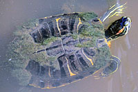 Red-eared Slider