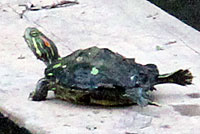 Red-eared Slider