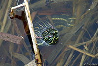 Red-eared Slider