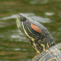 Red-eared Slider