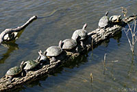 Red-eared Slider