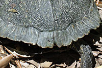 Red-eared Slider