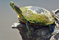 Red-eared Slider