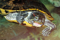 Red-eared Slider