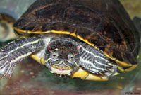 Red-eared Slider