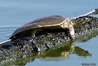 Guadalupe Spiny Softshell