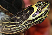 Yellow-bellied Slider