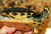 Yellow-bellied Slider