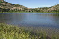 Boreal Toad habitat