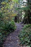 Boreal Toad habitat