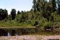 Western Long-toed Salamander Habitat