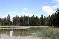 Columbia Spotted Frog habitat