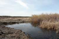 Northern Leopard Frog Habitat
