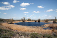 Northern Leopard Frog habitat