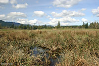 Oregon Spotted Frog Habitat