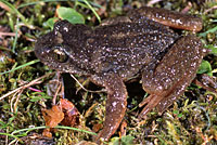 Rocky Mountain Tailed Frog