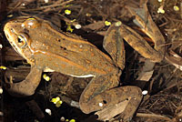 Columbia Spotted Frog