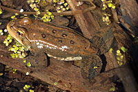 Columbia Spotted Frog